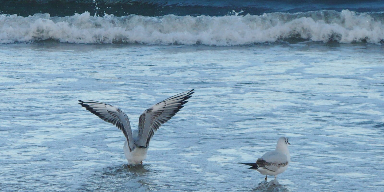 2268984993_cf0e4a67fc_o