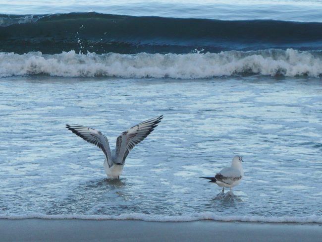 2268984993_cf0e4a67fc_o